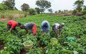 Senate wants 10% allocation of annual budget revenue to agriculture