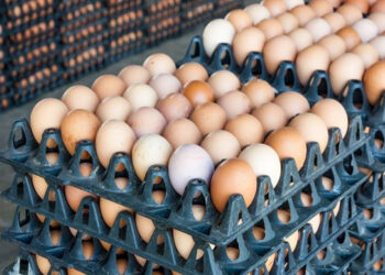 Enugu residents groan as egg prices hit N5,000 per crate
