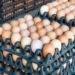 Enugu residents groan as egg prices hit N5,000 per crate