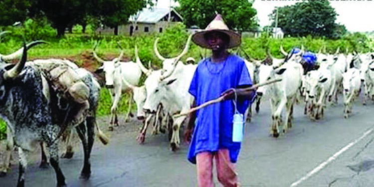 Herdsman Granted Bail for Allegedly Destroying Crops in Ekiti