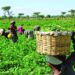 Farmers and Traders in South-South Nigeria Lament High Food Costs Despite Harvest Season