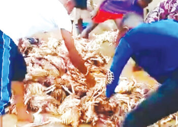 Poultry Farmers Bounce Back as Feed Prices Drop — Association