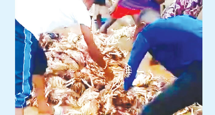 Poultry Farmers Bounce Back as Feed Prices Drop — Association