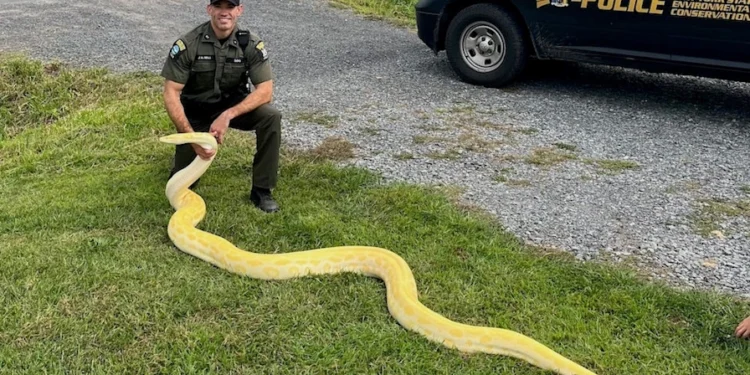 12-foot python captured after weeks on the loose