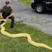 12-foot python captured after weeks on the loose