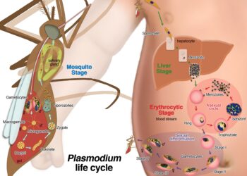 How malaria affects human development