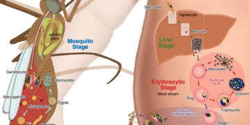 How malaria affects human development