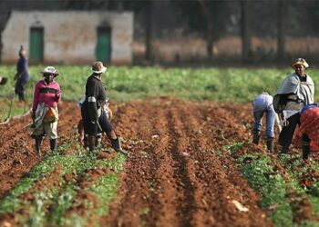 First Bank lauds FG’s robust agriculture agenda