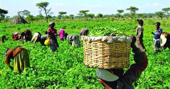 FG, FAO move to drive agriculture transformation