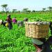 FG, FAO move to drive agriculture transformation