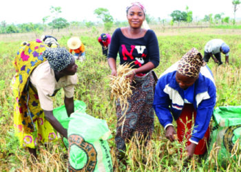 Agribusiness: Youth, women farmers‘ll fastrack agricultural devt – Kyari
