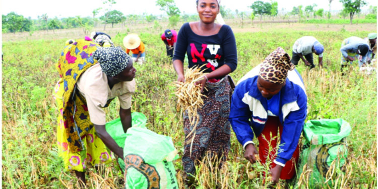 Agribusiness: Youth, women farmers‘ll fastrack agricultural devt – Kyari