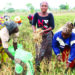 Agribusiness: Youth, women farmers‘ll fastrack agricultural devt – Kyari