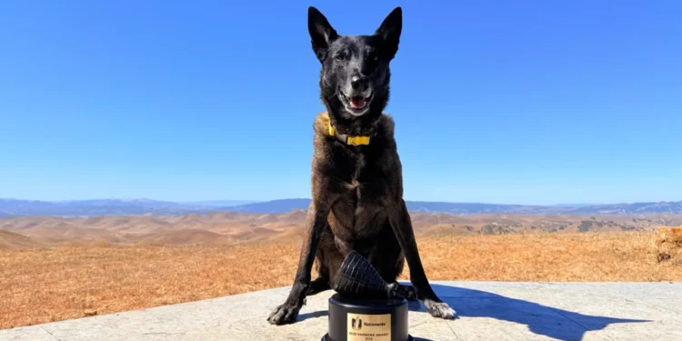 Dog who fought bull wins 2025 Hambone Award
