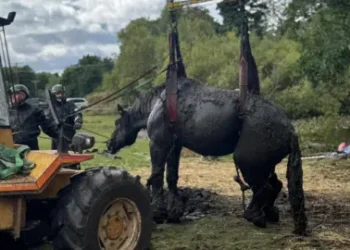 Firefighters hoist heavy horse out of bog in England
