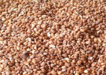 Beans farmers debunk use of cement as preservatives