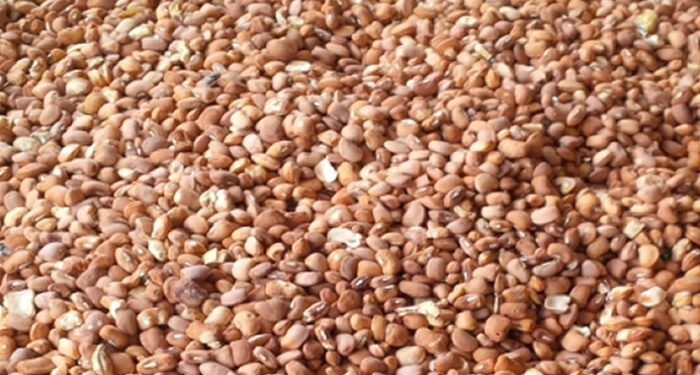 Beans farmers debunk use of cement as preservatives
