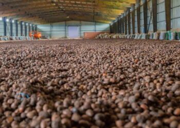 Nigeria’s Shea production capacity, an economic game-changer- RMRDC