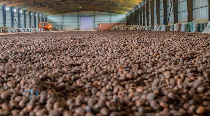 Nigeria’s Shea production capacity, an economic game-changer- RMRDC