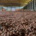 Nigeria’s Shea production capacity, an economic game-changer- RMRDC