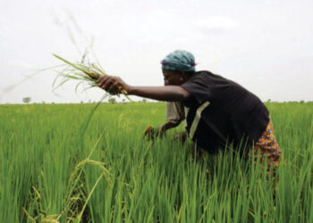 Dangote, Niger Foods, Africa Rice set to boost rice production in Nigeria