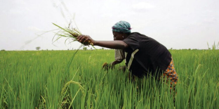 Dangote, Niger Foods, Africa Rice set to boost rice production in Nigeria