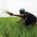 Dangote, Niger Foods, Africa Rice set to boost rice production in Nigeria