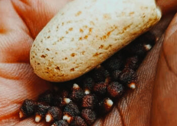 Herbs for boosting men’s libido