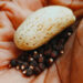 Herbs for boosting men’s libido